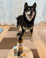 犬猫のためのCBDケアブランド「M&N’s CBD」が、保護・