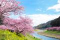 伊豆半島の春はみなみの桜(河津桜)から　南伊豆町では