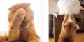 ニッチからロングセラーへ。猫の「手」だけを集めた写