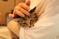 2月22日(日)猫の日に向けて、保護猫と新しい家utf-8 2月22日(日)猫の日に向けて、保護猫と新しい家utf-8