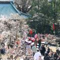 梅まつり限定のお菓子や珍しい紅茶野点も！湯島utf-8