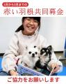栃木で「読書犬体験会」を継続へ--赤い羽根テーマ型募