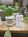 バレンタインに“ハートの観葉植物”を贈る新提案 ONE P
