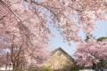 早咲きの「大漁桜」の名所で、春の味覚と体験を。鈴廣