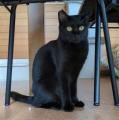 【静岡・焼津】ネコにもヒトにも優しい保護ねこ譲渡会