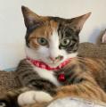 【静岡・焼津】ネコにもヒトにも優しい保護ねこ譲渡会