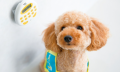 【もずやん応援！】3月1日 ほじょ犬ってなぁに？in大