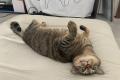 ジュエリー購入で参加する猫の日チャリティー　utf-8