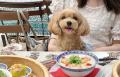 大阪・うつぼ公園隣接のSIK eatery、ブランドいちごを