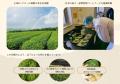 フードフォース、日越協業による抹茶製造体制を確立　