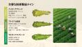 フードフォース、日越協業による抹茶製造体制を確立　