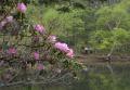 「行く春の花を訪ねる日光路」初春から初夏の心踊る花