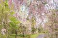 「行く春の花を訪ねる日光路」初春から初夏の心踊る花