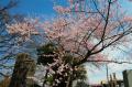 「行く春の花を訪ねる日光路」初春から初夏の心踊る花