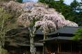 「行く春の花を訪ねる日光路」初春から初夏の心踊る花