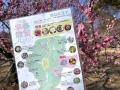 ウメ見頃を迎えました（国営武蔵丘陵森林公園）