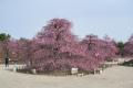 【速報】鈴鹿の森庭園のしだれ梅が間もなく見頃に。夜