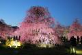 【速報】鈴鹿の森庭園のしだれ梅が間もなく見頃に。夜