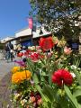 春の訪れをチューリップが彩る 鳥栖プレミアム・アウ