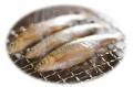 毎回満席！奥びわ湖の旬魚 ホンモロコ・ビワマスutf-8