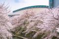 【東京都町田市】「2026町田さくらまつり」を開催しま