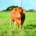 一年中放牧が可能な石垣島の環境を活かし、あか牛の放 一年中放牧が可能な石垣島の環境を活かし、あか牛の放