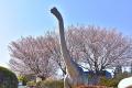 地元が愛する「城ケ崎桜(じょうがさきざくら)」が見頃