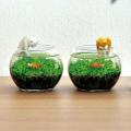猫が狙う、金魚が泳ぐ。物語のある水草栽培キット「じ