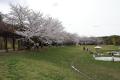 歴史・自然・絶景を楽しむ、和歌山市の春　桜名utf-8