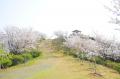 歴史・自然・絶景を楽しむ、和歌山市の春　桜名utf-8