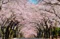 伊東市のソメイヨシノが見頃へ　市内3カ所の桜名utf-8