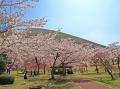 伊東市のソメイヨシノが見頃へ　市内3カ所の桜名utf-8