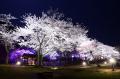 伊東市のソメイヨシノが見頃へ　市内3カ所の桜名utf-8