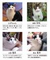 小説投稿サイト「カクヨム」で大人気の猫エッセイ、『