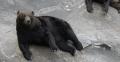 【北海道登別市】2025年生まれの子グマ達がデビュー! 【北海道登別市】2025年生まれの子グマ達がデビュー!
