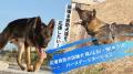 東日本大震災をきっかけに、災害救助犬ハンドラーの道