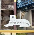 池田動物園でホワイトタイガー「サン」13歳を祝う特別