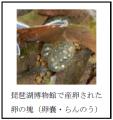 琵琶湖博物館で初めて希少種・ヤマトサンショウウオが