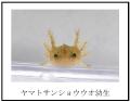 琵琶湖博物館で初めて希少種・ヤマトサンショウウオが