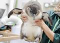 【京都水族館】ケープペンギンのヒナ2羽「かがみutf-8