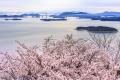 2026年・岡山県の桜開花は3月27日予想！「日本さくら