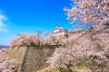 2026年・岡山県の桜開花は3月27日予想！「日本さくら