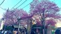【混雑調査レポ】東京の桜スポット・蔵前神社「早咲き