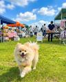 毎回好評の愛犬と楽しむ人気イベント「わたしのワンコ