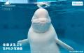 【株式会社横浜八景島】７つの水族館・動物園・遊園地