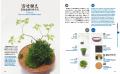 世界で“盆栽ブーム”が広がる今、「ミニ盆栽」入門書を