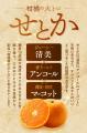 【愛媛から春の味覚】“柑橘の大トロ”「せとか」出荷開