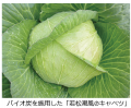 バイオ炭を施用して生産した「若松潮風(R)キャベツ」