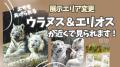 春のイベント・特別プランおよび、ホワイトタイガー展