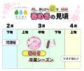 早咲きの桜「春めき」が南足柄市で開花!!　2026年の見